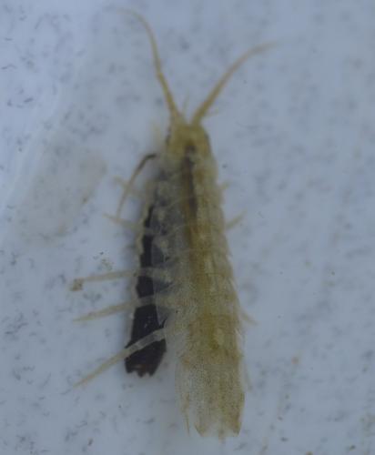 Idotea balthica